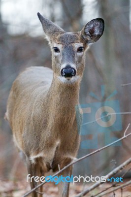 Closeup Of A Cute Wild Deer Stock Photo