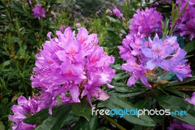 Close_up Of A Rhododendron Covered With Raindrops Stock Photo