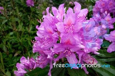 Close_up Of A Rhododendron Covered With Raindrops Stock Photo