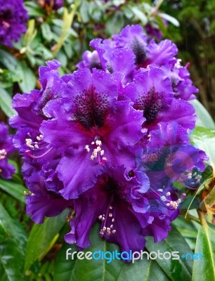 Close_up Of A Rhododendron Covered With Raindrops Stock Photo