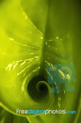 Closeup Of Banana Leaf Creating A Spiral Stock Photo