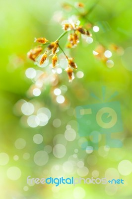 Closeup Of Beautiful Poaceae With Dew On Blurred Bokeh Backgroun… Stock Photo