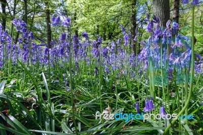 Close_up Of Bluebells In Staffhurst Woods Stock Photo