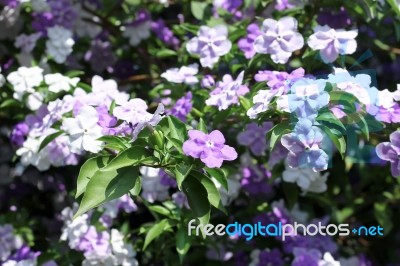 Closeup Of Brunfelsia Uniflora Flower Stock Photo