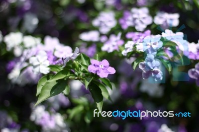 Closeup Of Brunfelsia Uniflora Flower Stock Photo