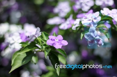 Closeup Of Brunfelsia Uniflora Flower Stock Photo