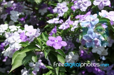 Closeup Of Brunfelsia Uniflora Flower Stock Photo