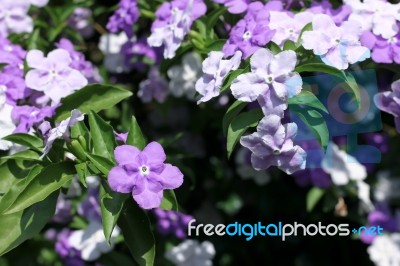 Closeup Of Brunfelsia Uniflora Flower Stock Photo