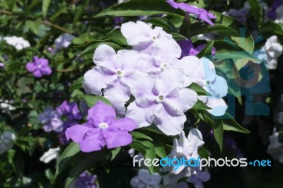 Closeup Of Brunfelsia Uniflora Flower Stock Photo