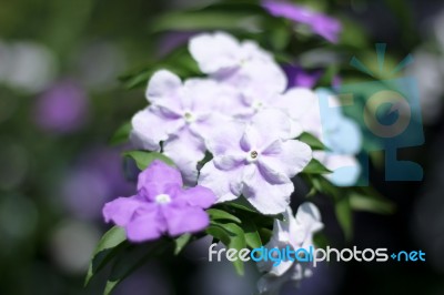 Closeup Of Brunfelsia Uniflora Flower Stock Photo