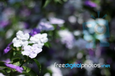 Closeup Of Brunfelsia Uniflora Flower Stock Photo