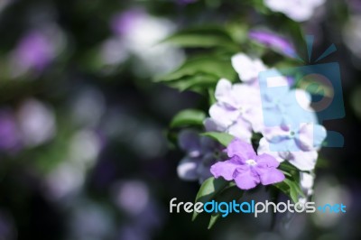 Closeup Of Brunfelsia Uniflora Flower Stock Photo