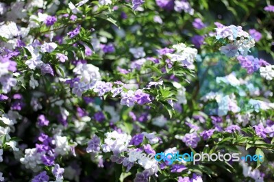 Closeup Of Brunfelsia Uniflora Flower Stock Photo