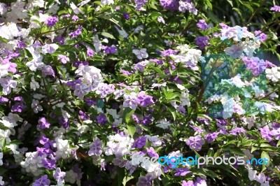 Closeup Of Brunfelsia Uniflora Flower Stock Photo