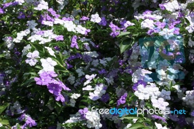 Closeup Of Brunfelsia Uniflora Flower Stock Photo