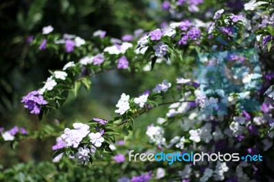 Closeup Of Brunfelsia Uniflora Flower Stock Photo