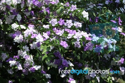 Closeup Of Brunfelsia Uniflora Flower Stock Photo