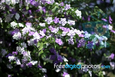 Closeup Of Brunfelsia Uniflora Flower Stock Photo