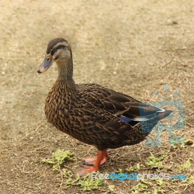 Closeup Of Duck Stock Photo