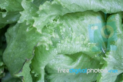 Closeup Of Green Iceberg Lettuce Stock Photo