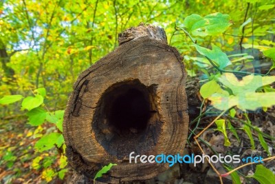 Closeup Of Inside A Hollow Fallen Tree Stock Photo