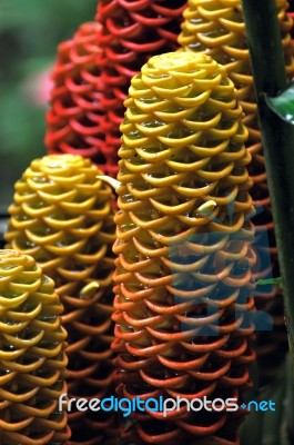 Closeup Of Jungle Plant, Amazonia, Ecuador Stock Photo