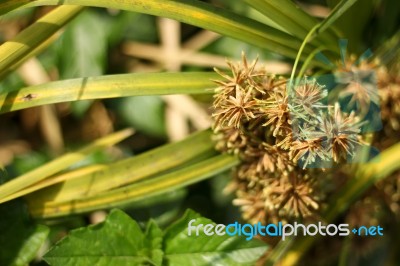 Closeup Of Papreus Tree  Flower Stock Photo