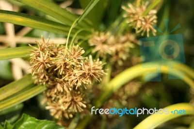 Closeup Of Papreus Tree  Flower Stock Photo