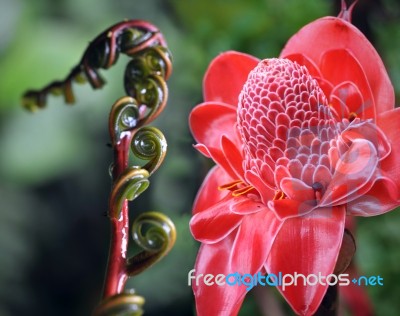 Closeup Of Plant From  Jungle Torch Ginger, Phaeomeria Magnifica… Stock Photo