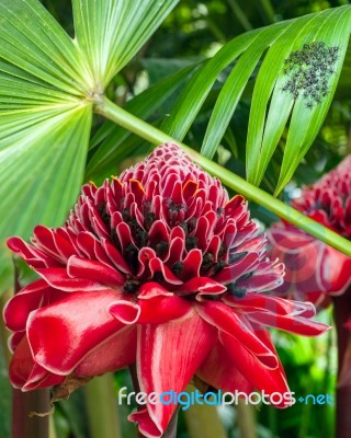 Closeup Of Plant From Jungle Torch Ginger, Phaeomeria Magnifica Stock Photo