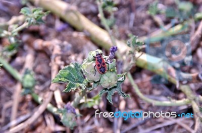 Closeup Of Pyrrhocoris Apterus Stock Photo