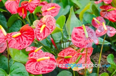 Closeup Of Several Red Anthurium Andreanum (flamingo Lily) Stock Photo