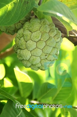 Closeup Of Sugar Apple Or Custard Apple Fruit Stock Photo