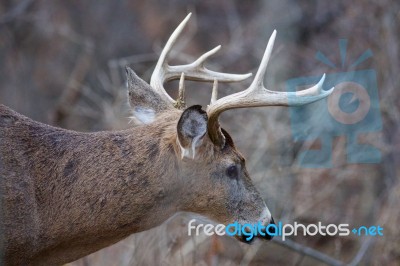 Closeup Of The Beautiful Male Deer With The Horns Stock Photo