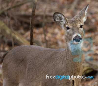 Closeup Of The Deer Stock Photo