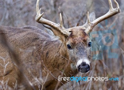 Closeup Of The Deer With Horns Stock Photo