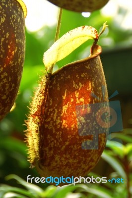 Closeup Of The Pitchers Of Nepenthes Stock Photo