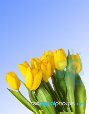 Closeup Of Yellow Tulips Over Blue Background Stock Photo