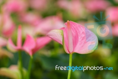 Closeup On Spadix Flower In Rainforest Stock Photo