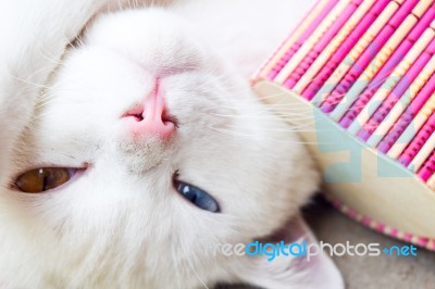 Closeup Playful Cat Playing Stock Photo