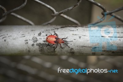 Closeup Red Bug On Metal Fence Stock Photo