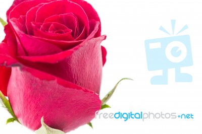 Closeup Red Rose Isolated On White Background Stock Photo