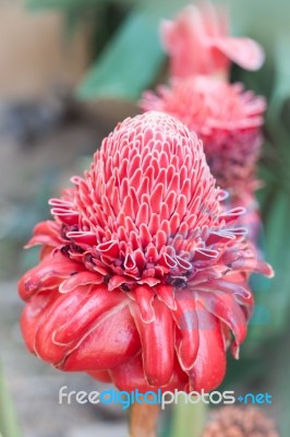 Closeup Red Torch Ginger Flower Stock Photo