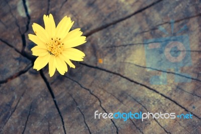 Closeup Singapore Daisy Flower With Wood Background Stock Photo