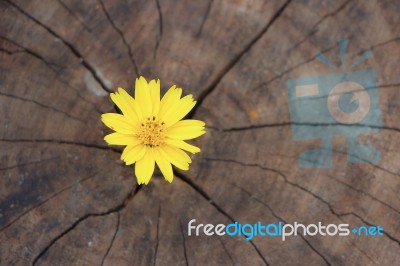 Closeup Singapore Daisy Flower With Wood Background Stock Photo