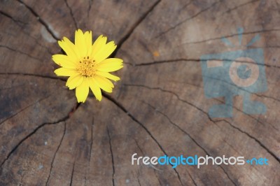 Closeup Singapore Daisy Flower With Wood Background Stock Photo