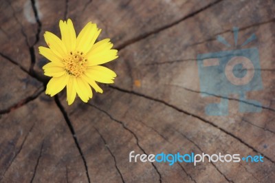 Closeup Singapore Daisy Flower With Wood Background Stock Photo