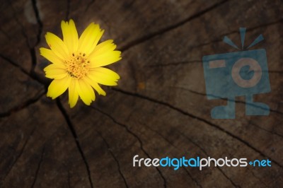 Closeup Singapore Daisy Flower With Wood Background Stock Photo