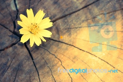 Closeup Singapore Daisy Flower With Wood Background Stock Photo