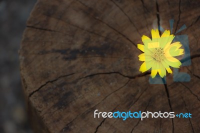 Closeup Singapore Daisy Flower With Wood Background Stock Photo